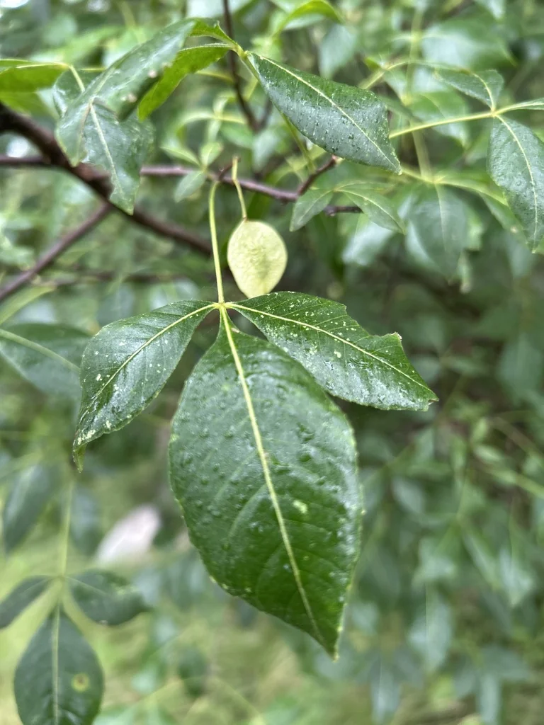 Ptelea Trifoliata