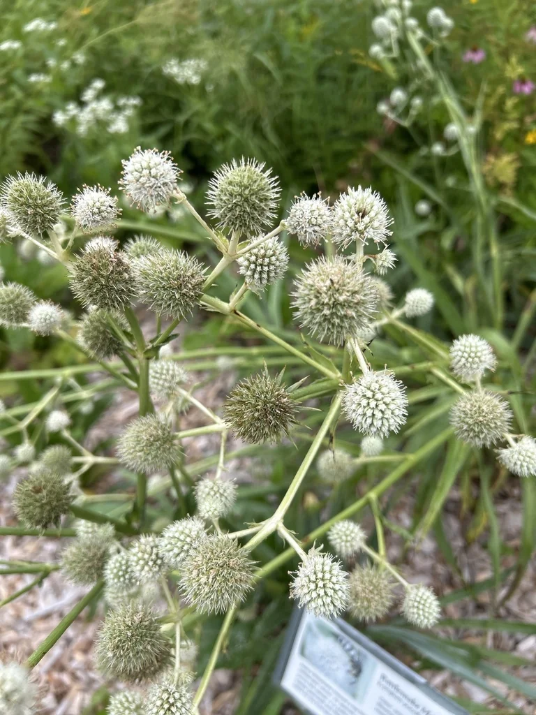 Eryngium Yuccifolium