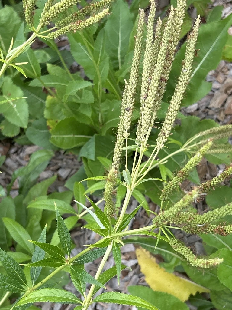 Veronicastrum Virginicum