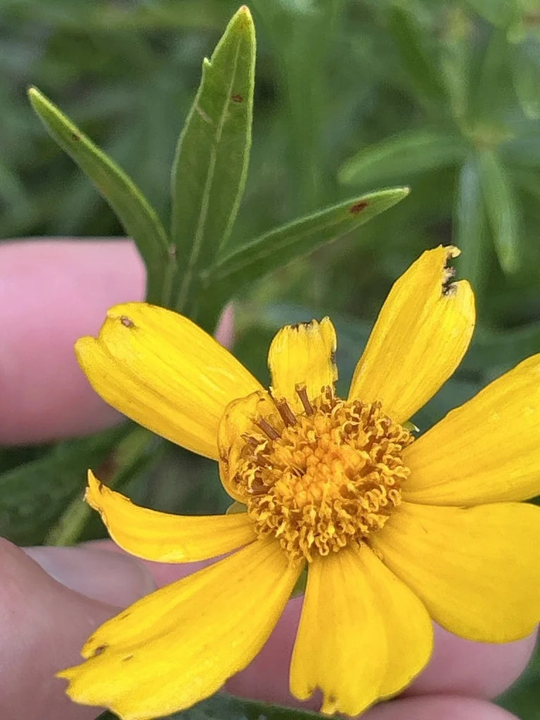 Coreopsis Palmata