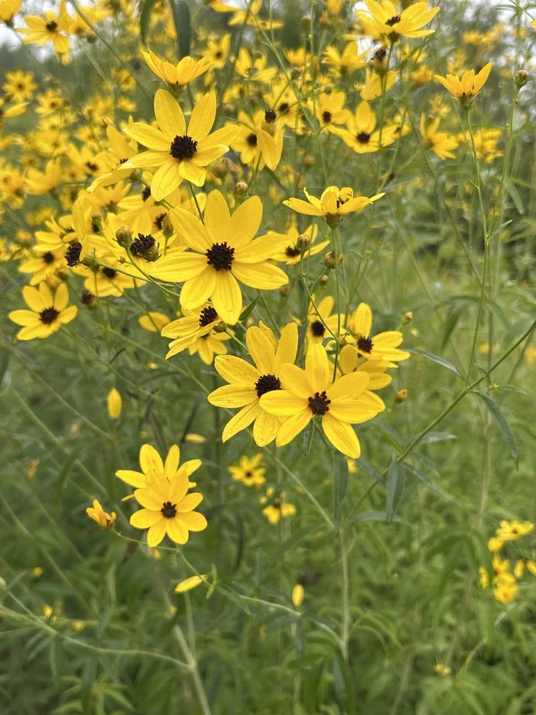 Coreopsis Tripteris