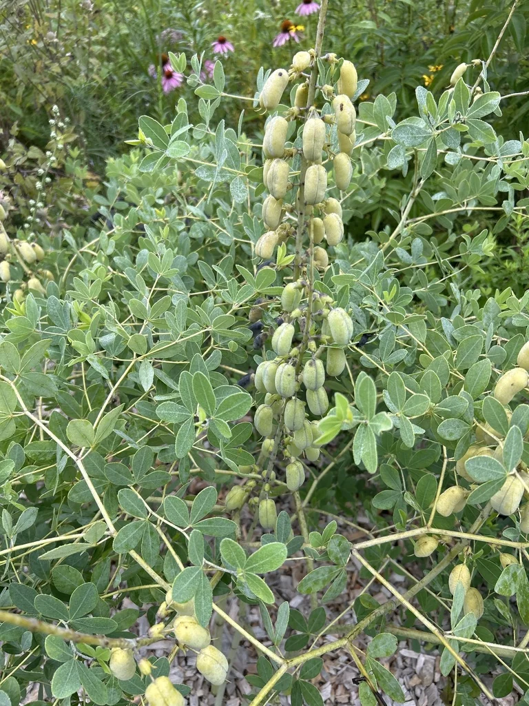 Baptisia Alba
