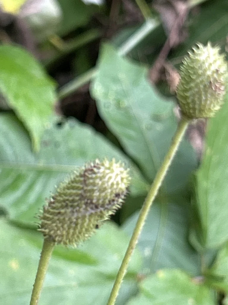 Anemone Virginiana
