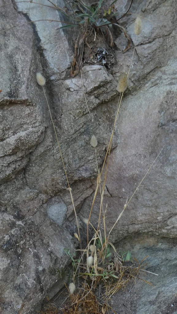 Lagurus Ovatus