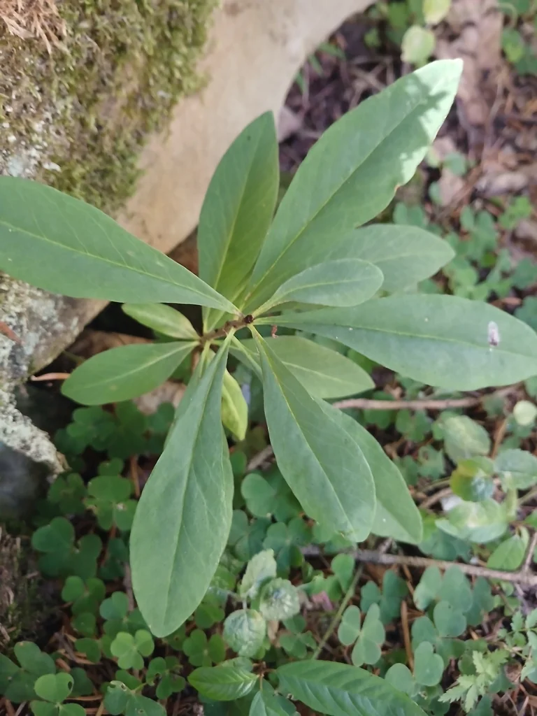 Daphne Mezereum