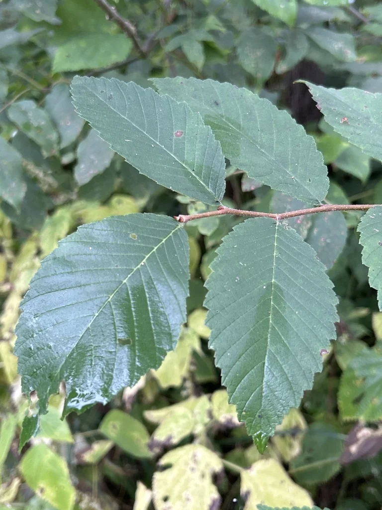 Ulmus Americana