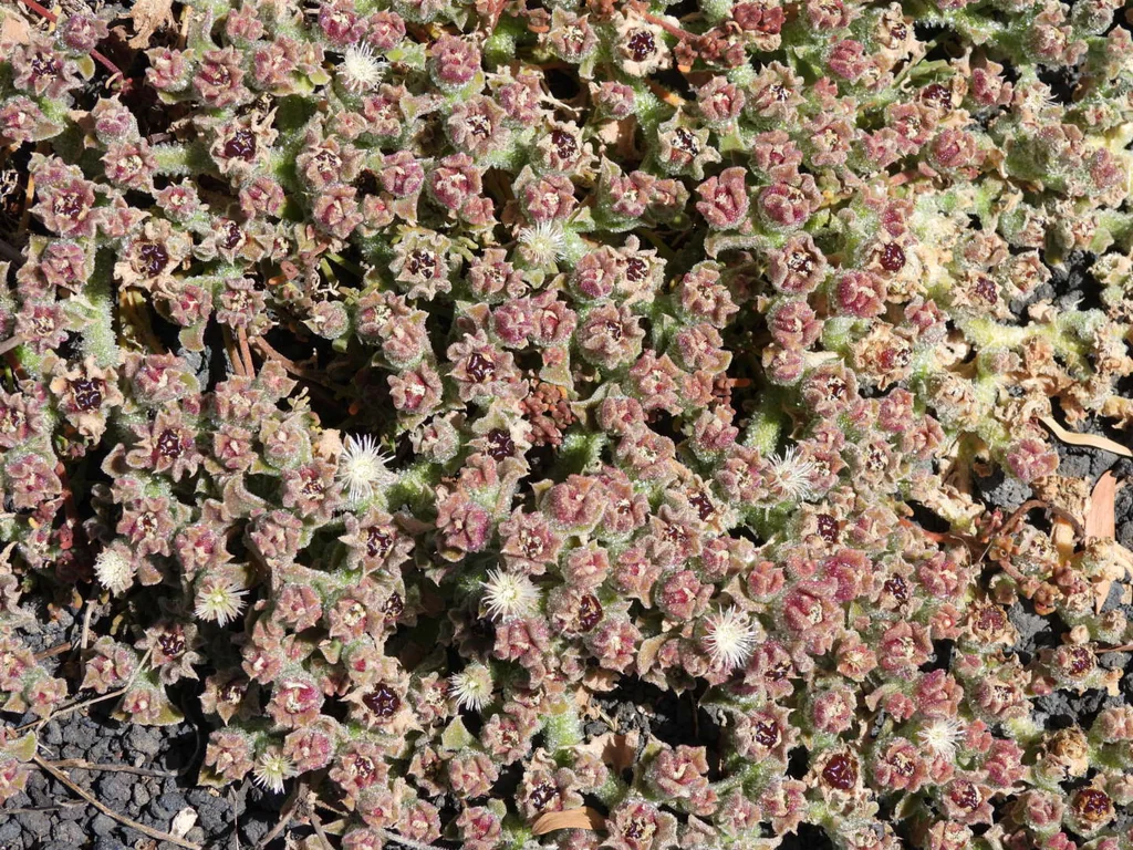 Mesembryanthemum Crystallinum