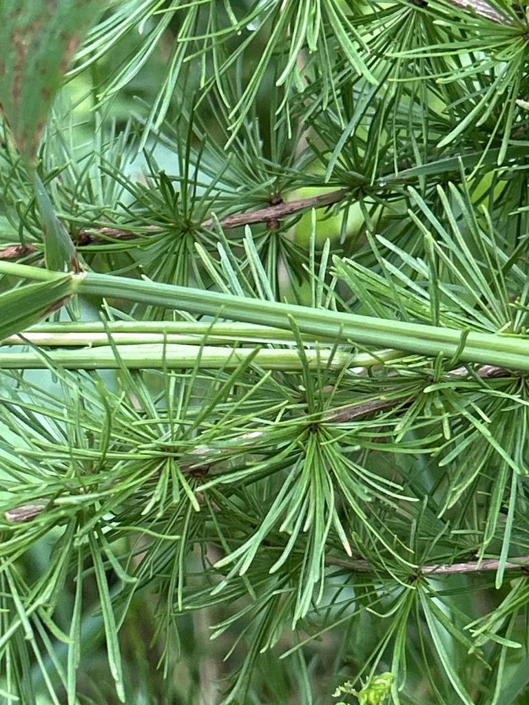 Larix Laricina