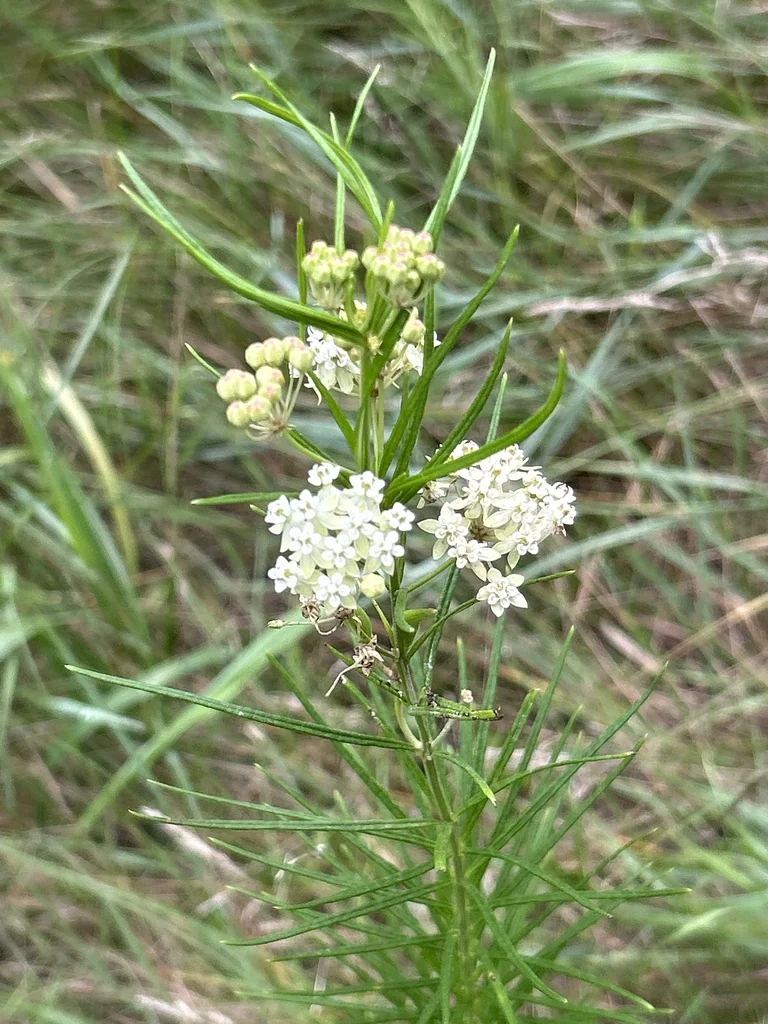 Asclepias Verticillata