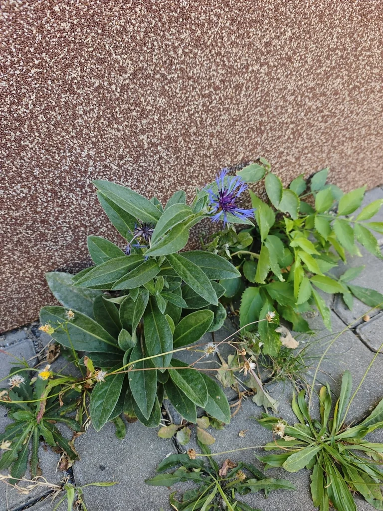 Centaurea Montana