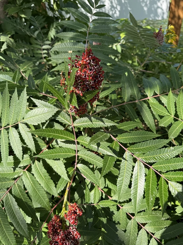 Rhus Glabra