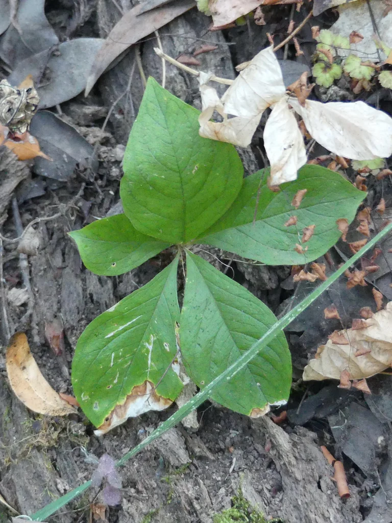 Trientalis Latifolia
