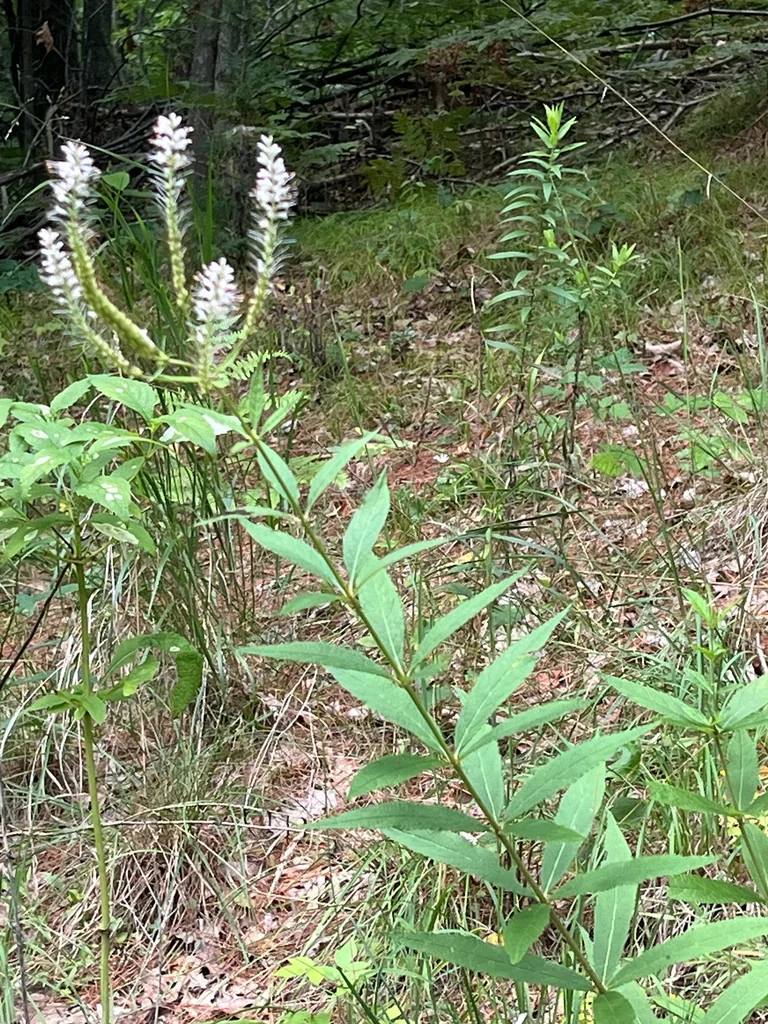 Veronicastrum Virginicum