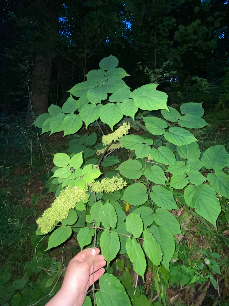 Aralia Racemosa