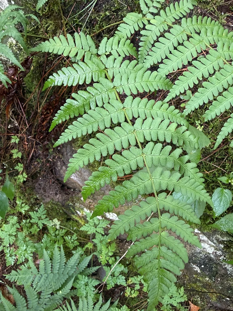 Dryopteris Marginalis