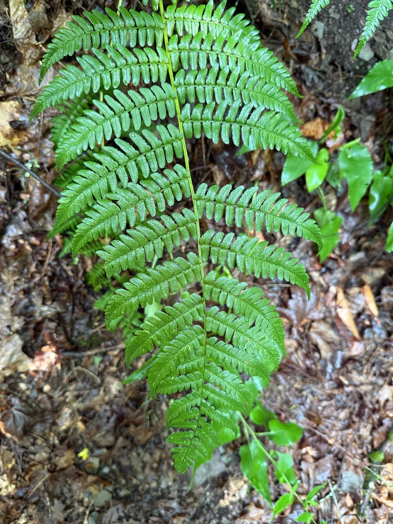 Dryopteris Marginalis