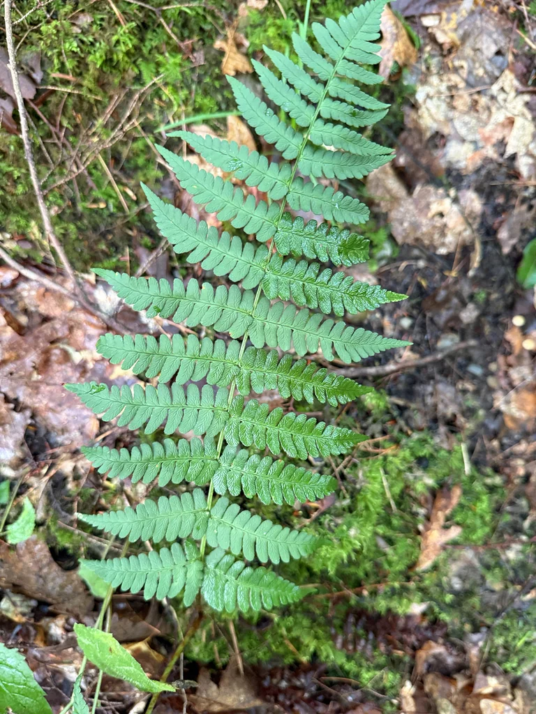 Dryopteris Marginalis