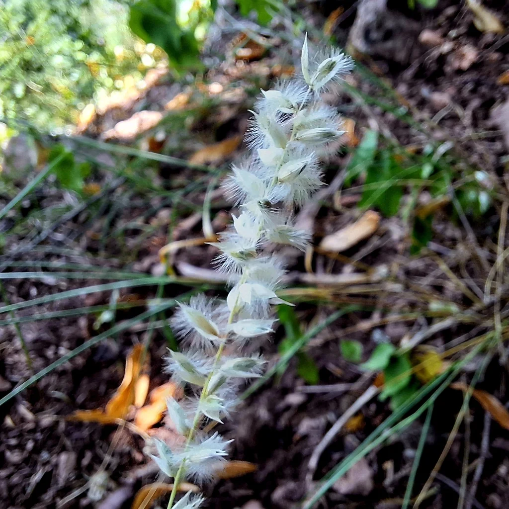Melica Ciliata