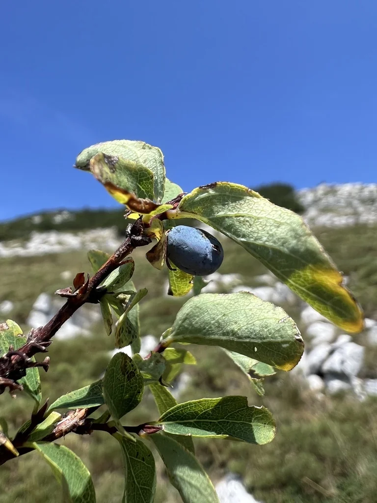 Lonicera Caerulea