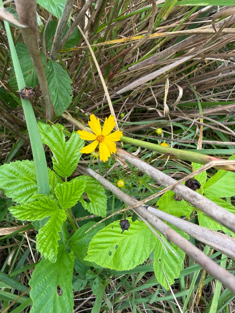 Coreopsis Lanceolata