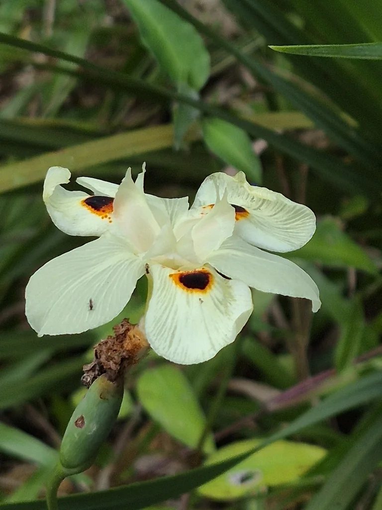 Dietes Bicolor