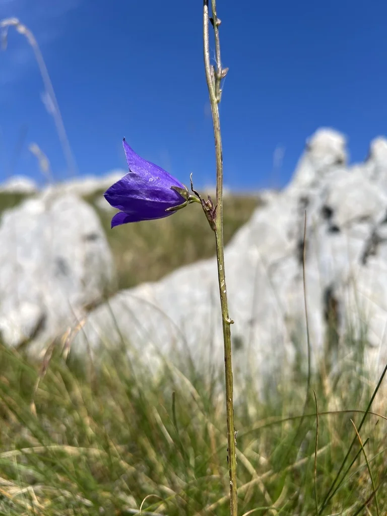 Campanula Persicifolia