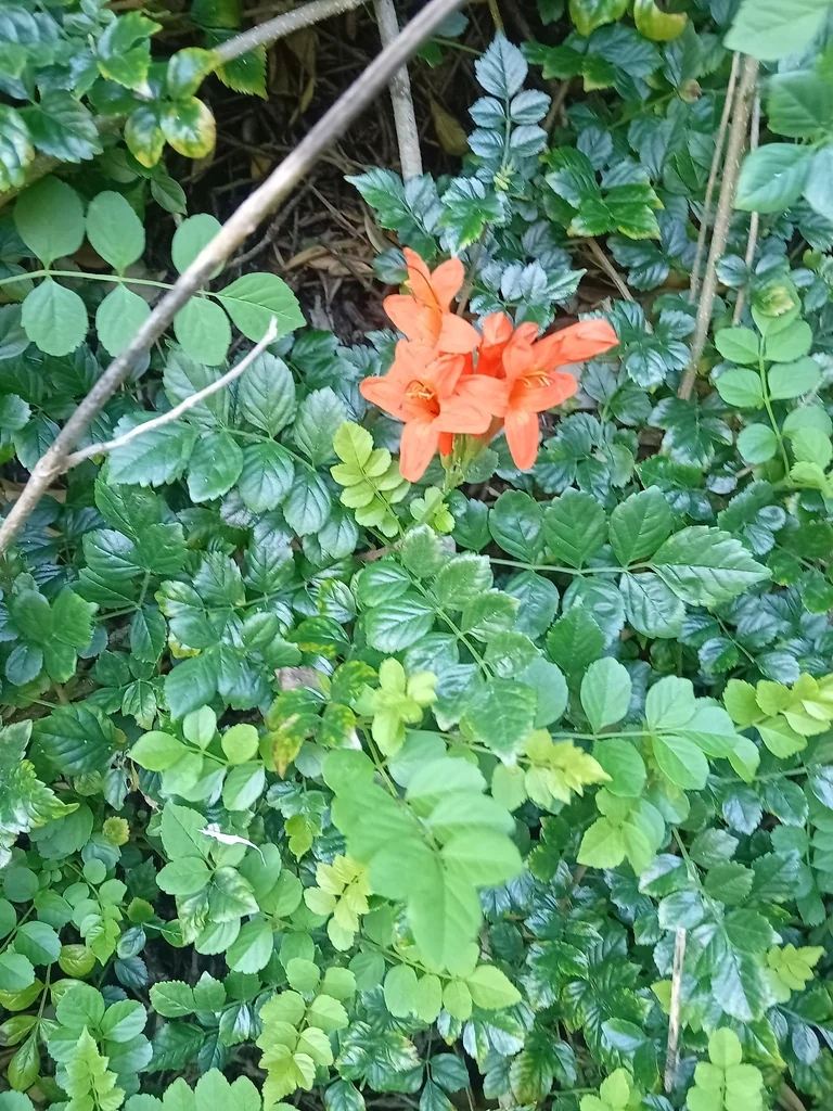 Tecoma Capensis