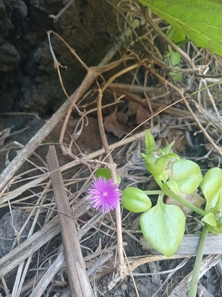 Aptenia cordifolia