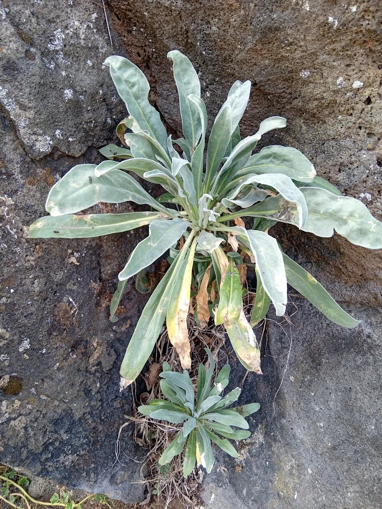Matthiola Incana