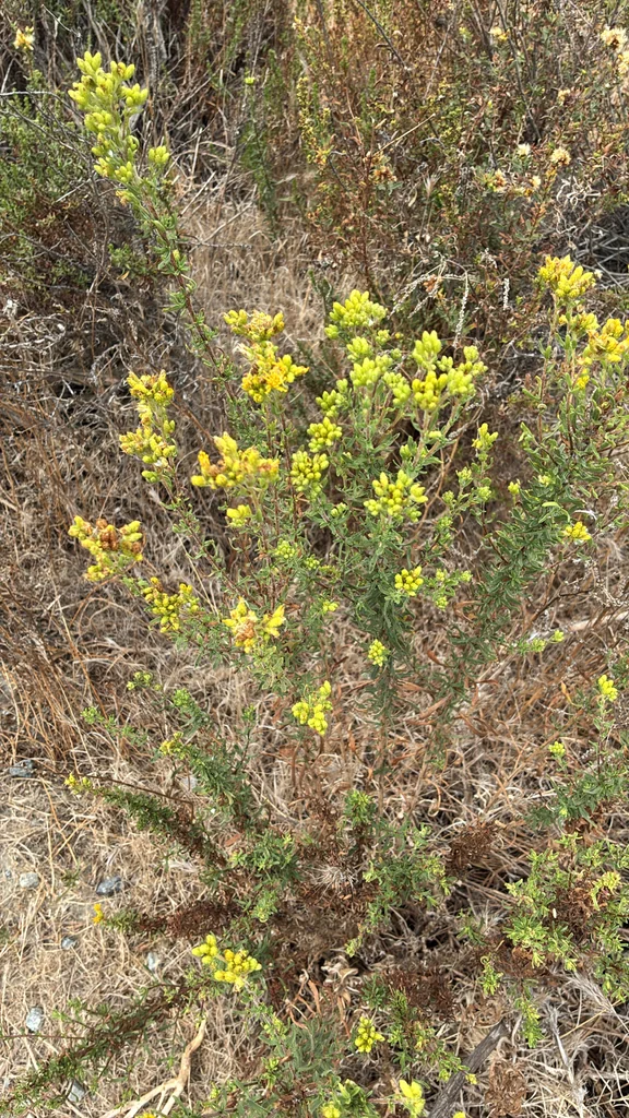 Isocoma Menziesii
