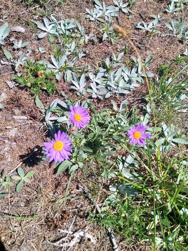 Aster alpinus