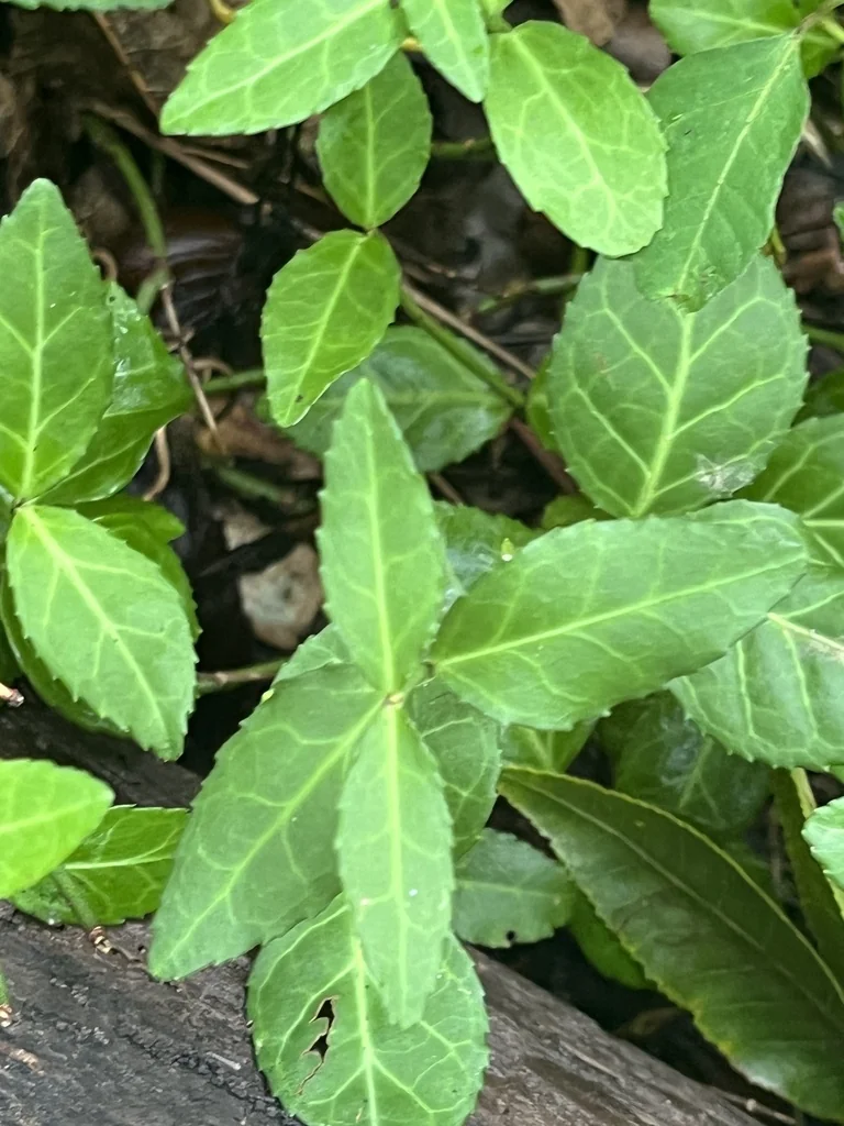 Euonymus fortunei