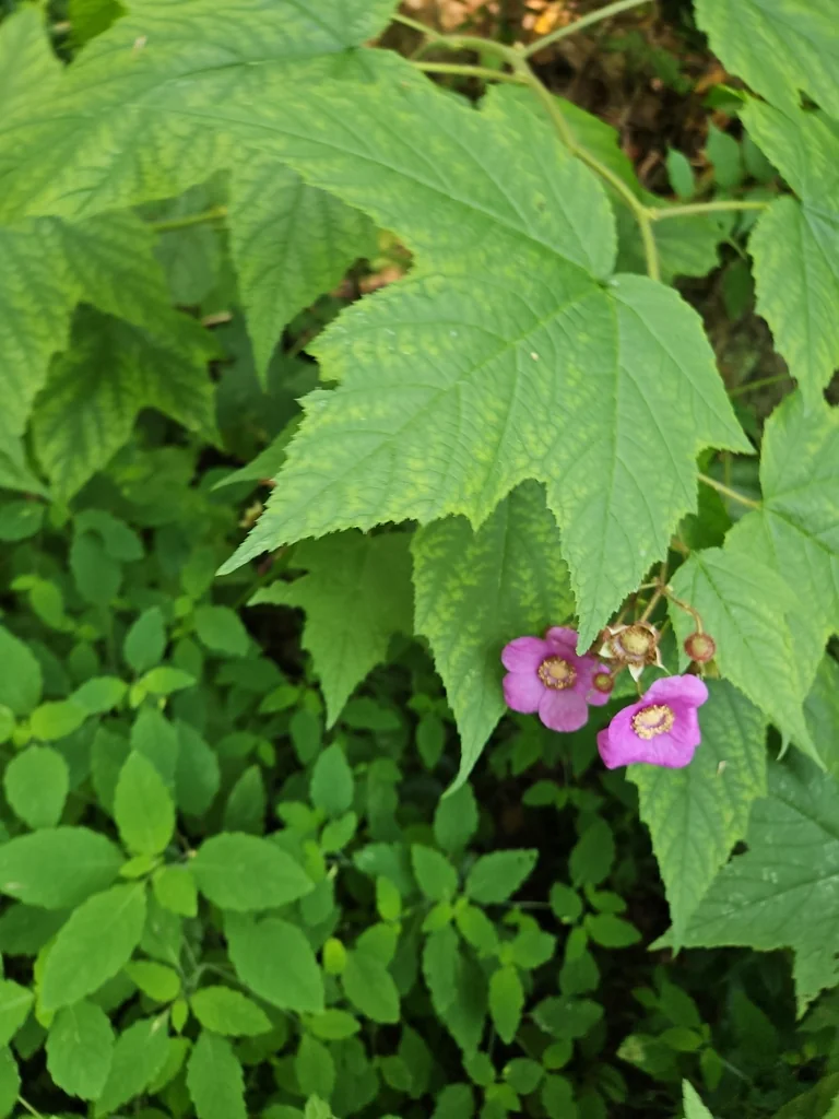 Rubus Odoratus