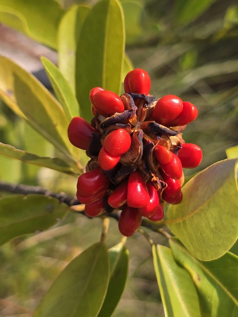 Magnolia Virginiana