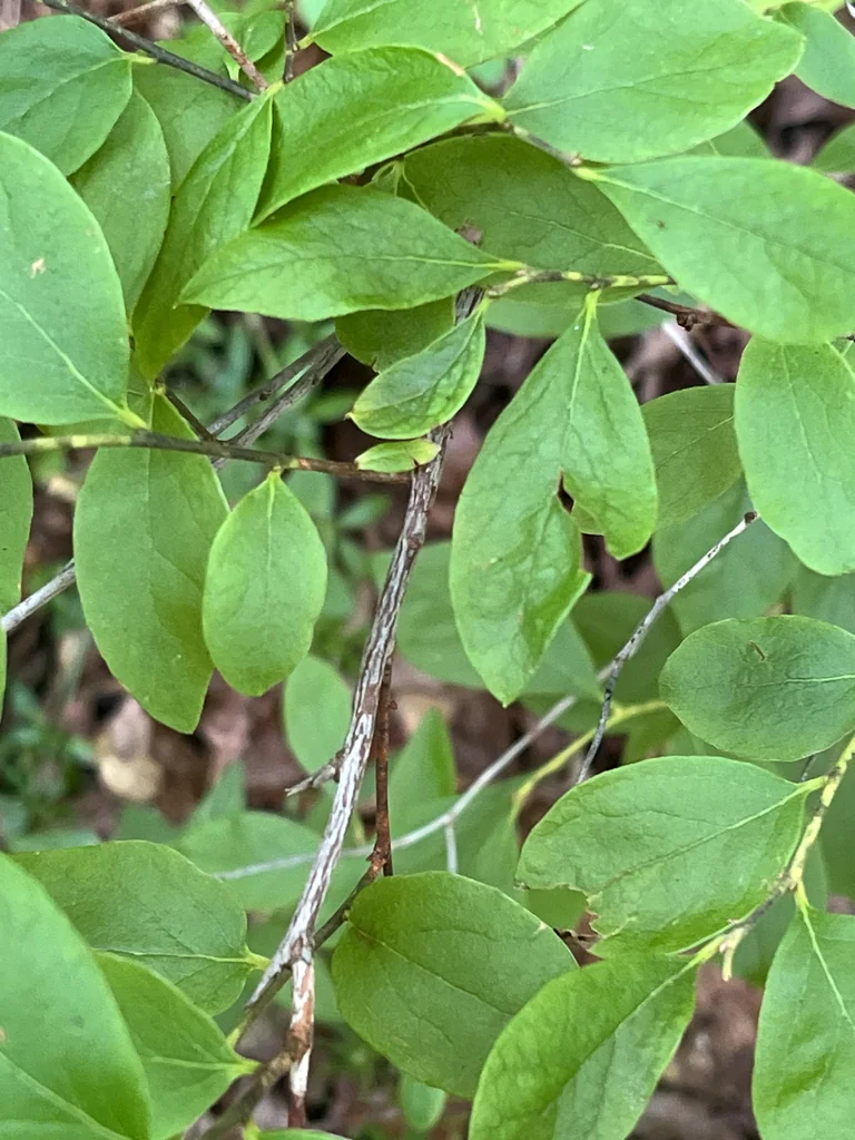Gaylussacia Baccata