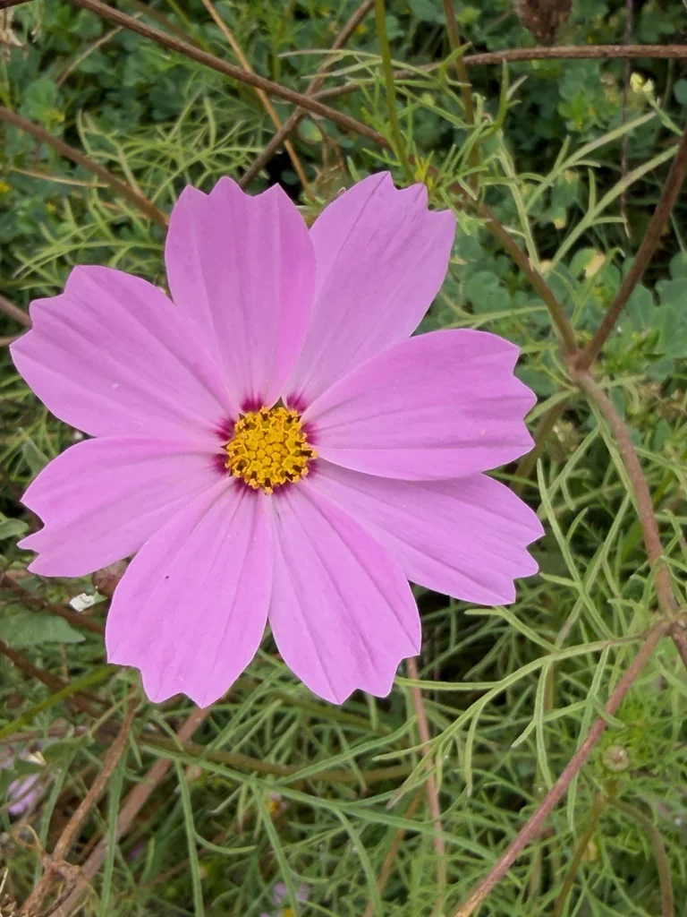 Cosmos Bipinnatus