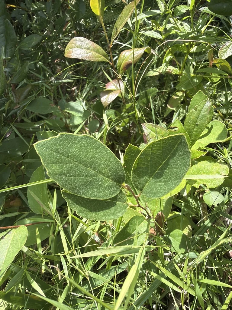 Fothergilla Gardenii