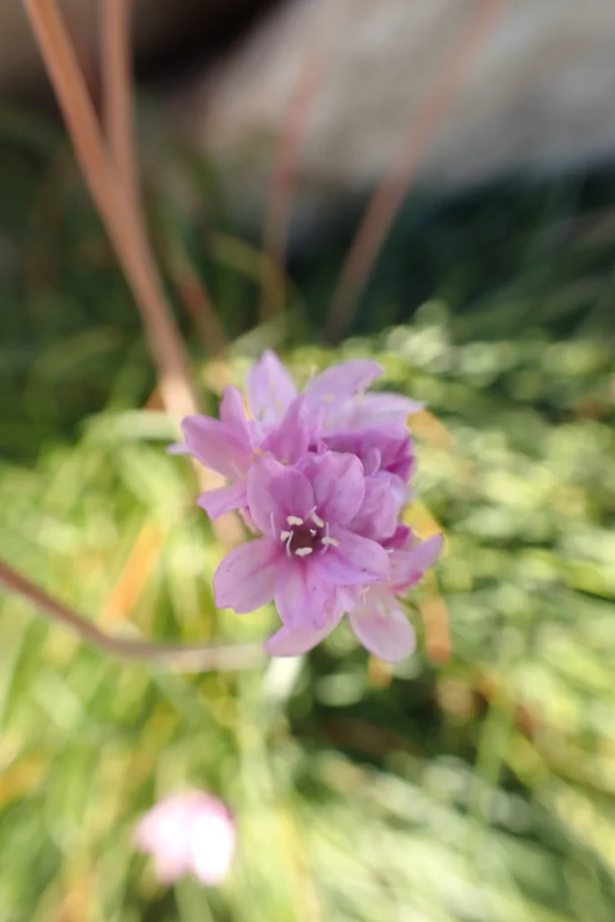 Armeria Maritima