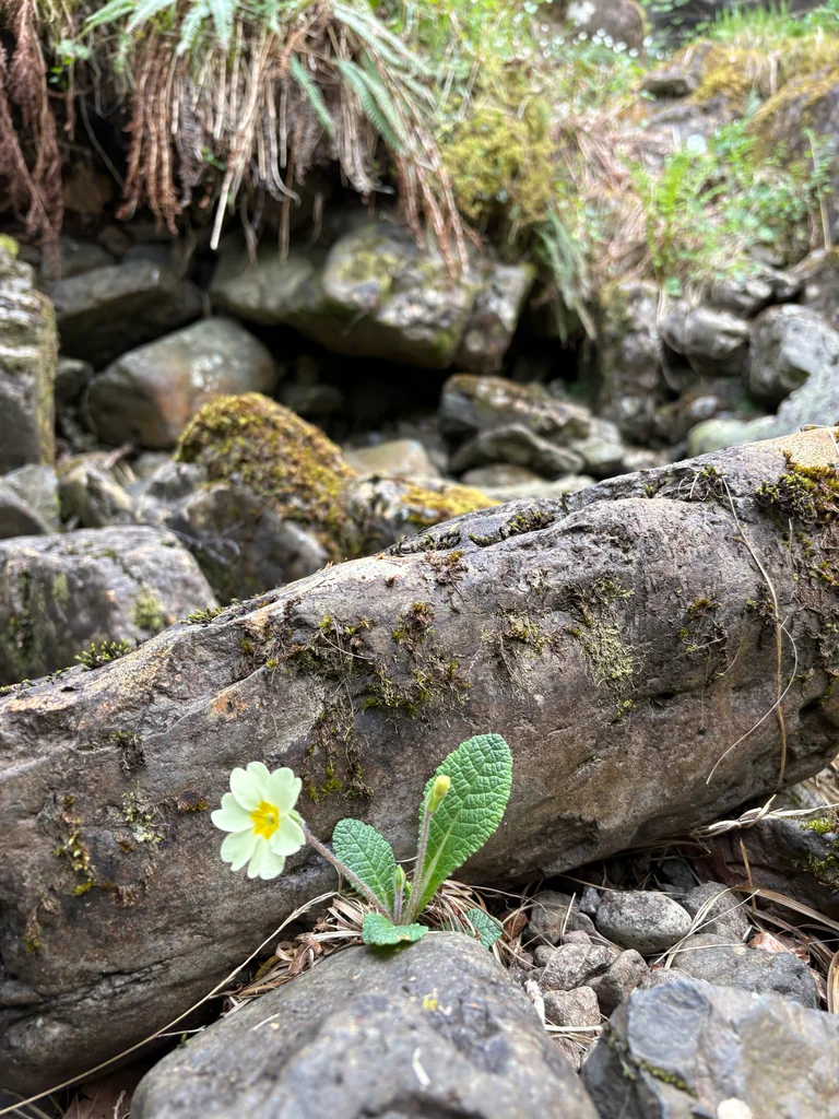 Primula vulgaris