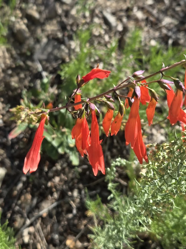 Penstemon barbatus