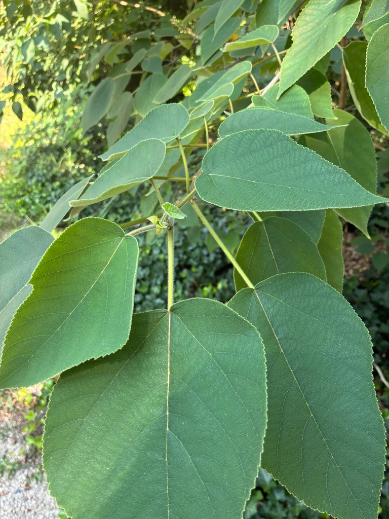 Broussonetia Papyrifera