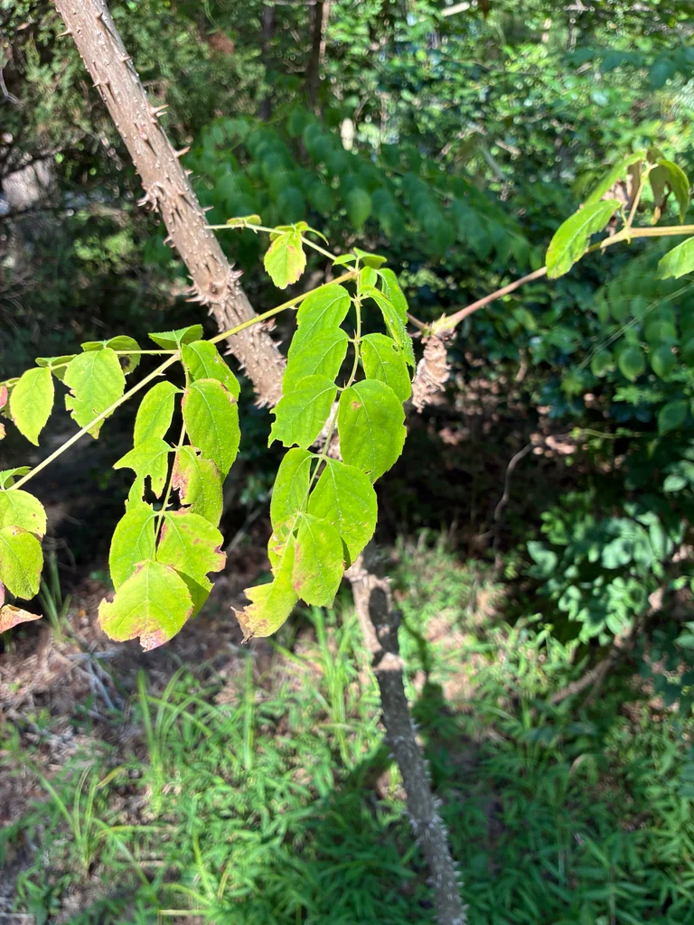 Aralia Spinosa