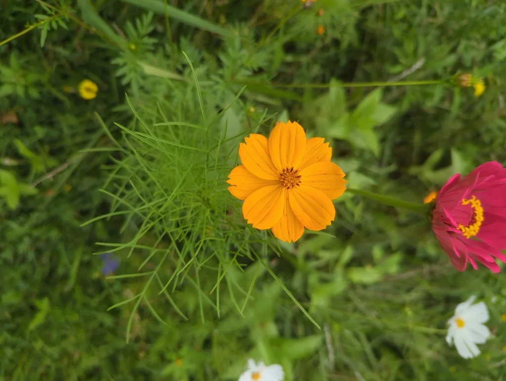 Cosmos Sulphureus