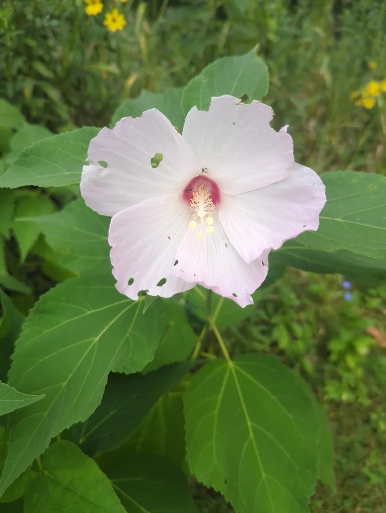Hibiscus Moscheutos