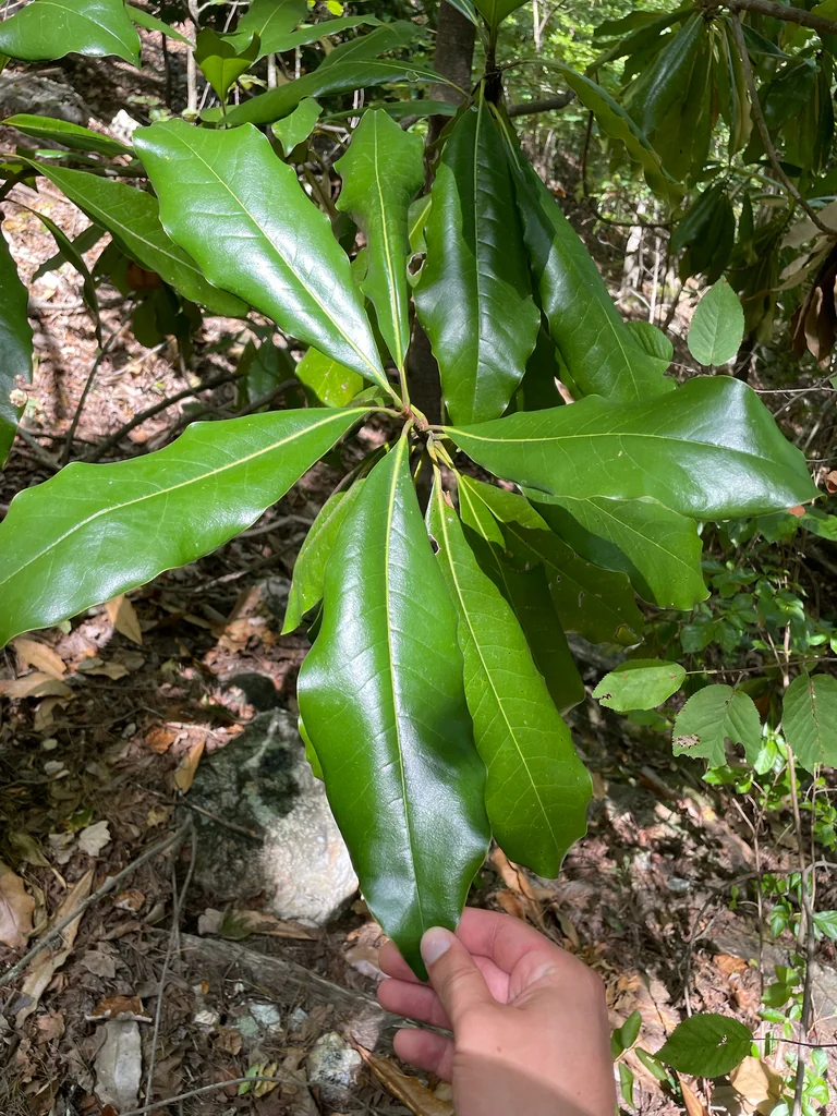 Magnolia Grandiflora