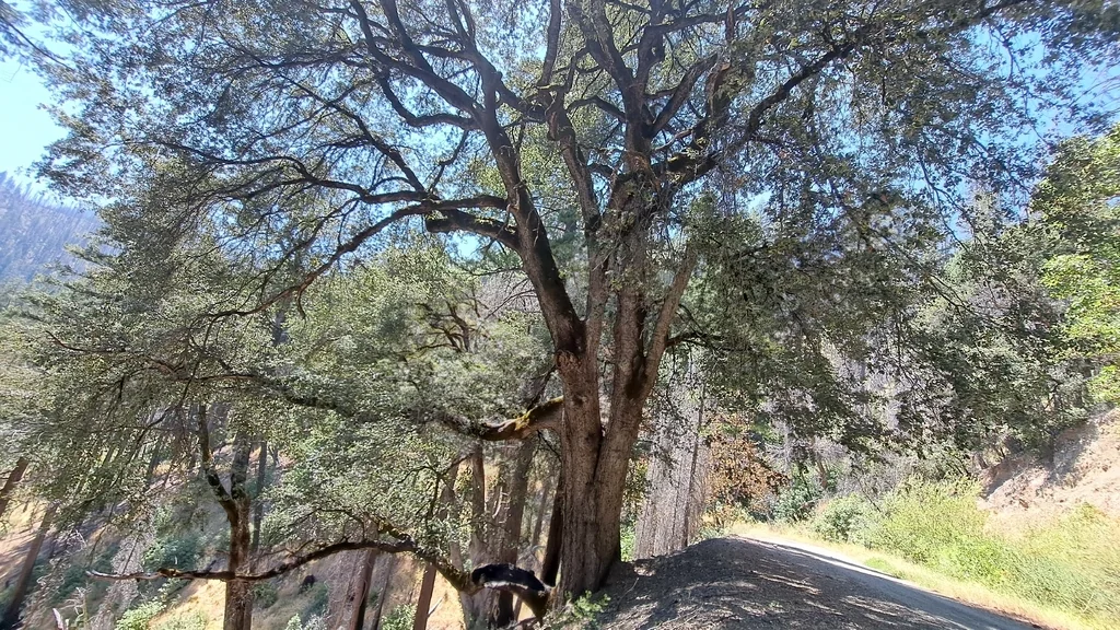 Quercus Chrysolepis