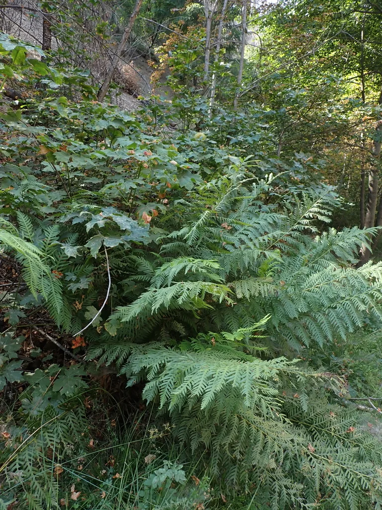 Woodwardia Fimbriata