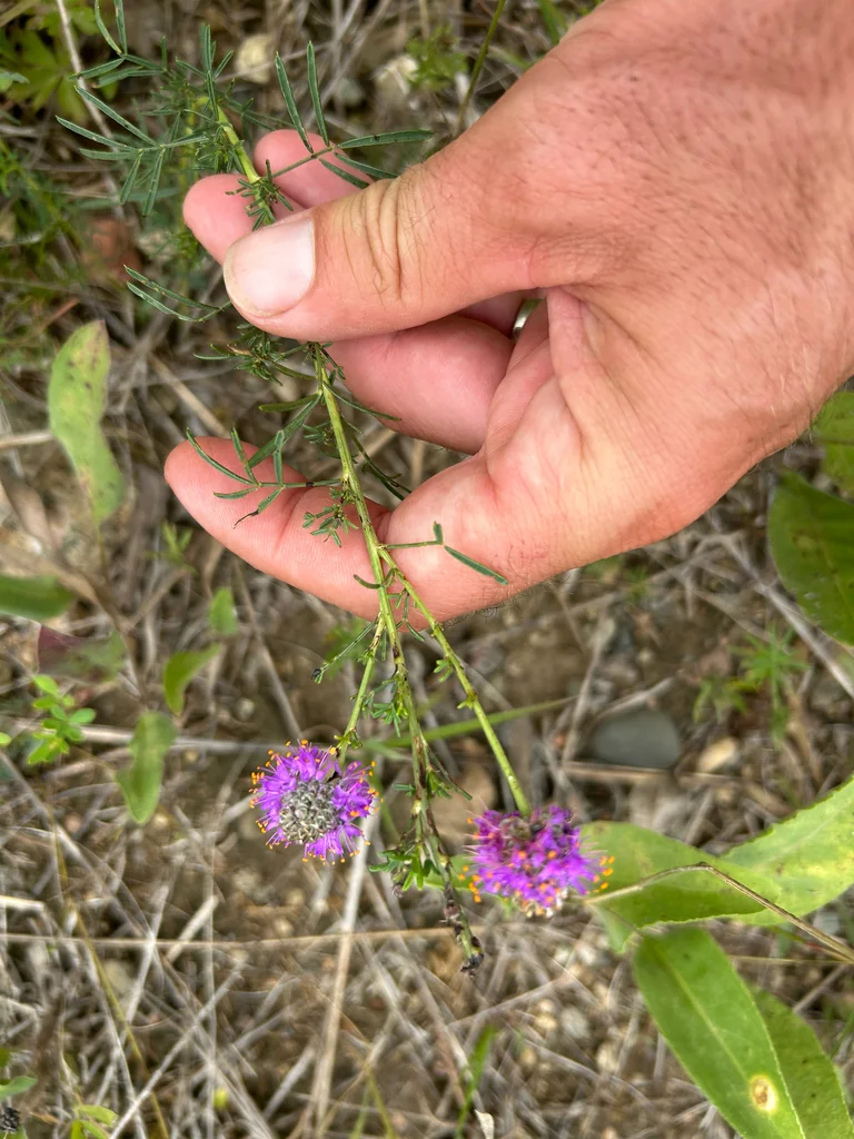 Dalea Purpurea