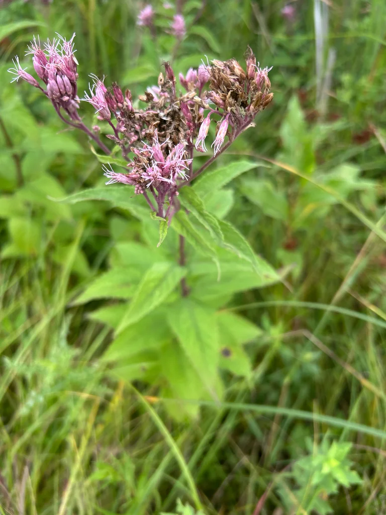 Eutrochium Maculatum