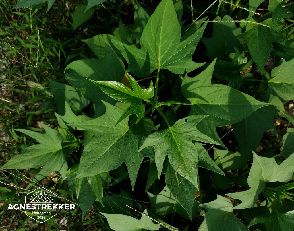 Ipomoea batatas